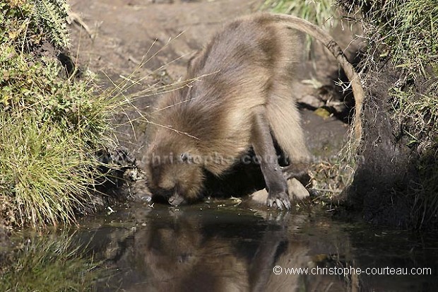 Singe Gelada en train de boire