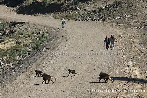 Singes geladas sur une piste