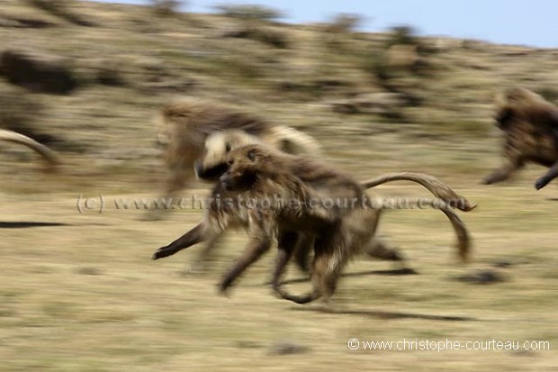 Gelada Baboons Bachelors Running