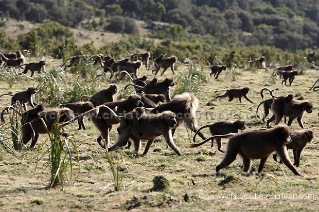 Gelada Baboons, Troop Moving