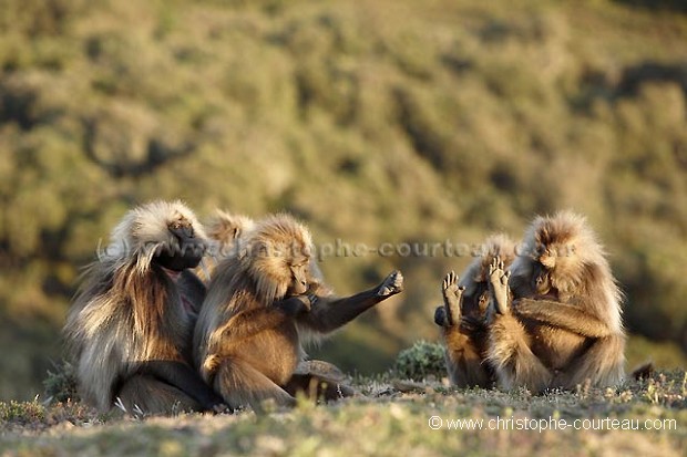 Gelada Baboos Grooming