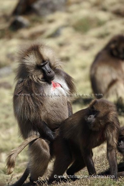 Singes Gelada en train de s'accoupler