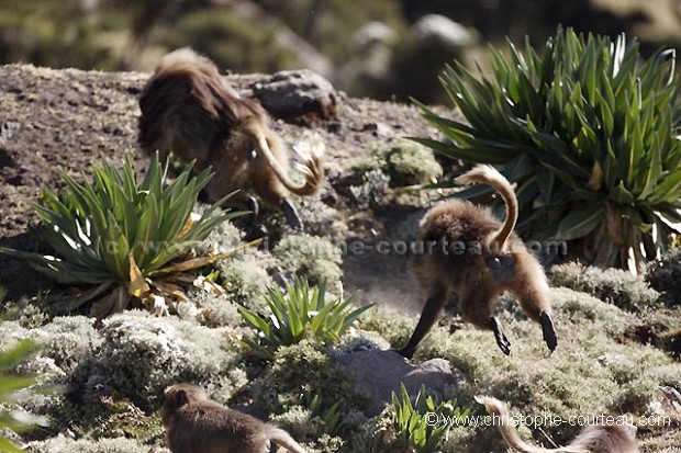 Singes Geladas mâles en pleine poursuite