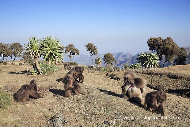 Gelada Baboon Family Feeding on Grass