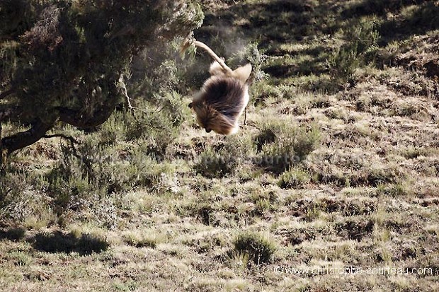 Gelada Baboon Threat Display, Falling from a tree ! Series, 1 of 3 pics.