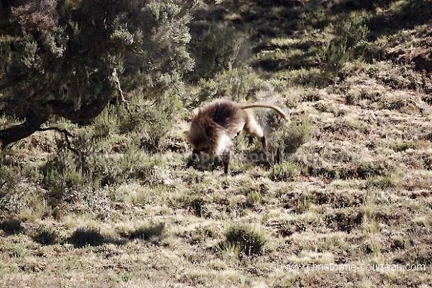 Gelada Baboon Threat Display, Falling from a tree ! Series : 2 of 3 pics.