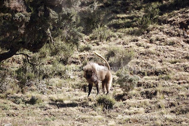 Gelada Baboon Threat Display, Falling from a tree ! Series : 3 of 3 pics.