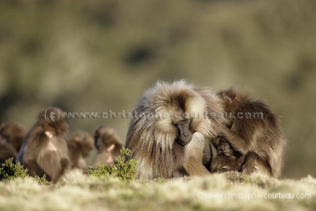 Gelada Baboons Grooming