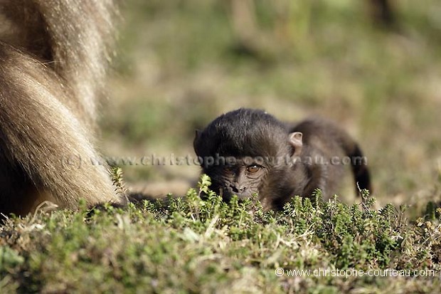 Gelada Baboon  Infant