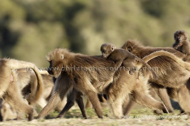 Gelada Baboons Moving together