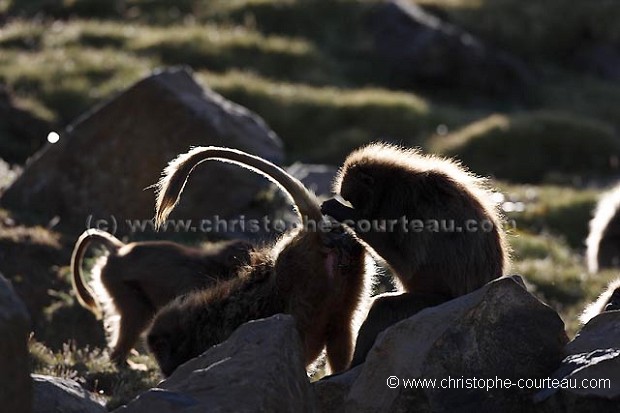 Gelada Baboon Mother & Infants, Grooming Time