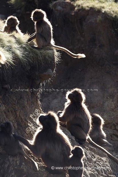 Young Gelada Baboons Playing