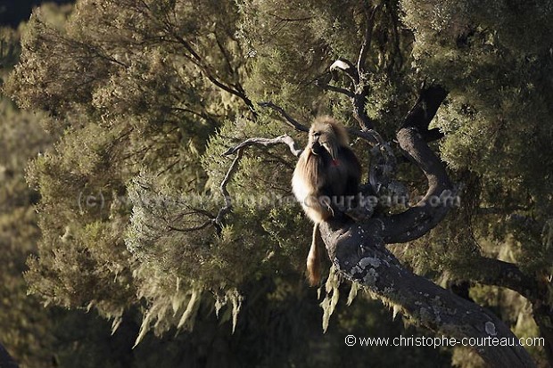 Singe Gelada dans les bruyres gantes.