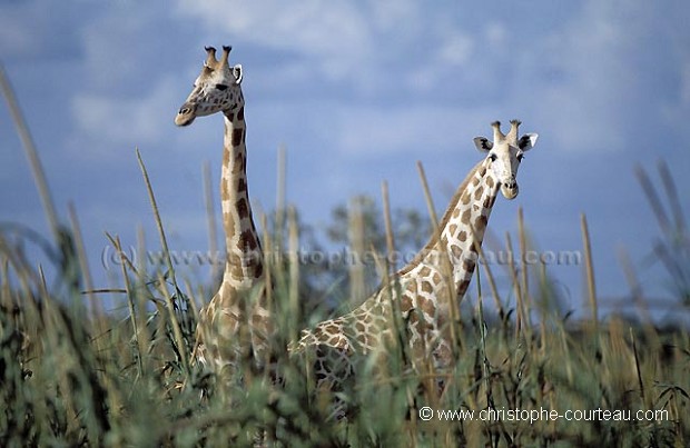 White Niger's Giraffes in a plantation of millet.