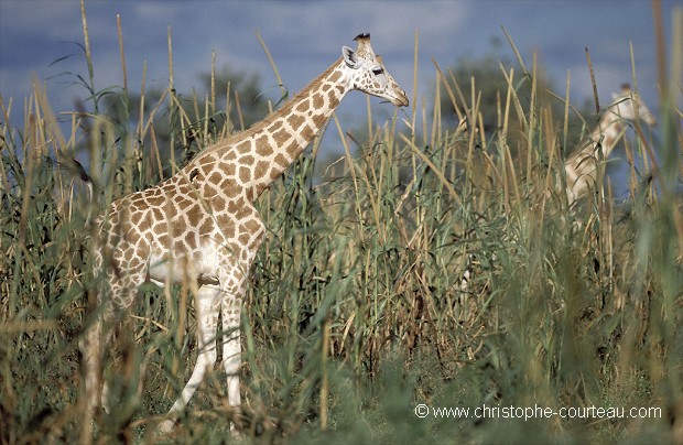 Girafes blanches du Niger dans une plantation de Mil