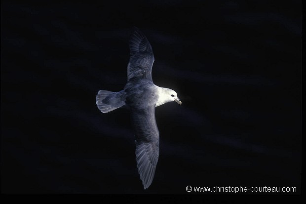 Fulmar soaring