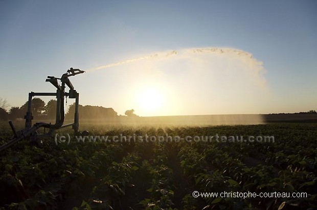 Automatic Watering for Vegetables (Green Beans) in Field during summer time in France