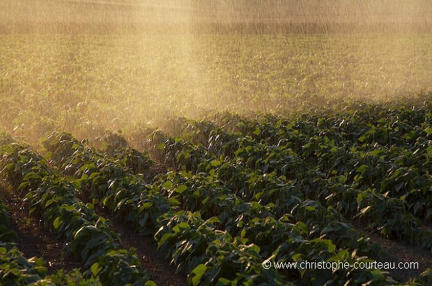 Automatic Watering for Vegetables (Green Beans) in Field during summer time in France