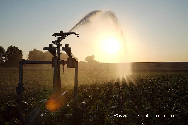 Automatic Watering for Vegetables (Green Beans) in Field during summer time in France