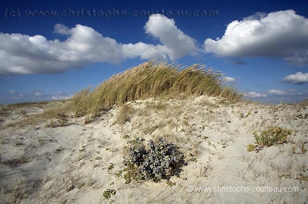 Vgtation dunaire en Baie d'Audierne