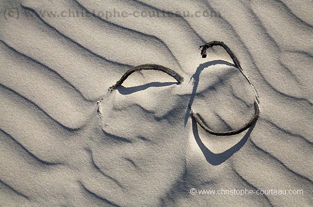 Seaweeds dried and washed on shore, stuck in sand dunes