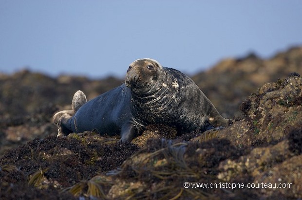 Grey Seal at rest, Low Tide.