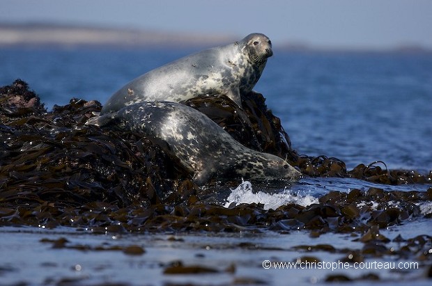 Grey Seals