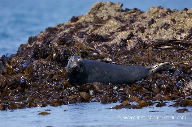 Phoque gris au repos  mare basse.