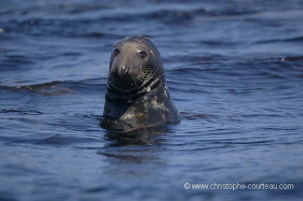 Phoque gris