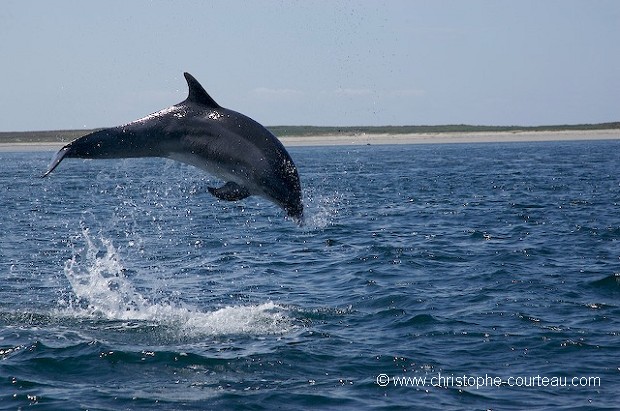 Grand Dauphin en Mer d'Iroise - Squence saut 2/3