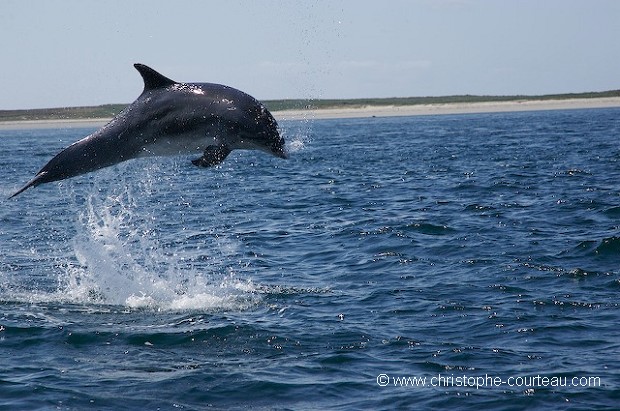 Grand Dauphin en Mer d'Iroise - Squence saut 1/3