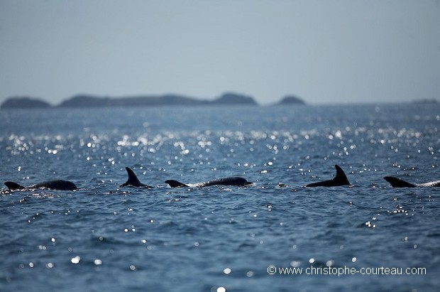 Troupeau de Grands Dauphins en mer d'Iroise.