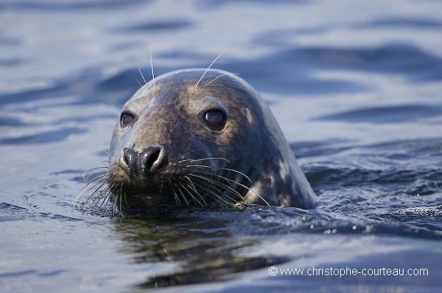 Grey Seal Portrait