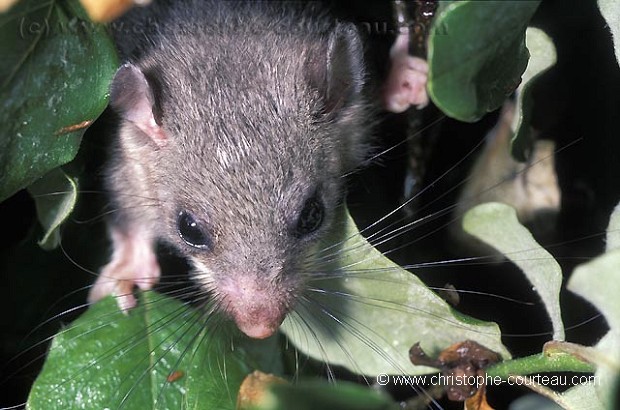 Edible dormouse in a tree