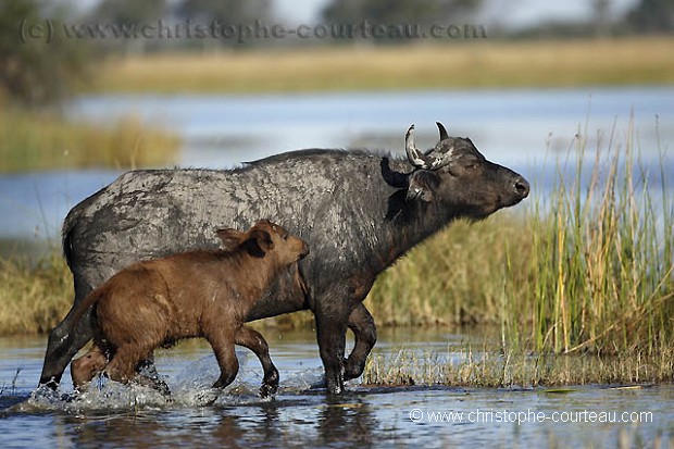 Buffalos crossing a lagoon in Botswana