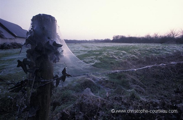 Toiles d'araignes recouvrant la campagne en Brire (44).