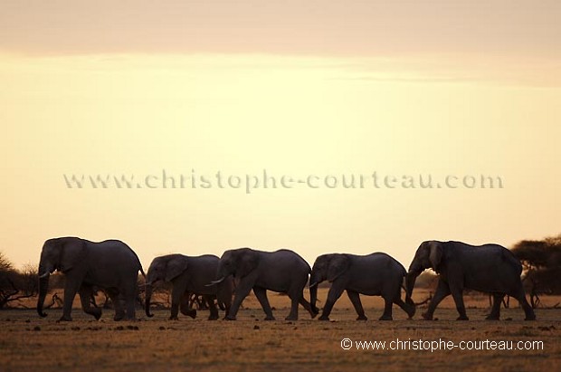 Elephants bulls at sunset in the Kalahari Desert.