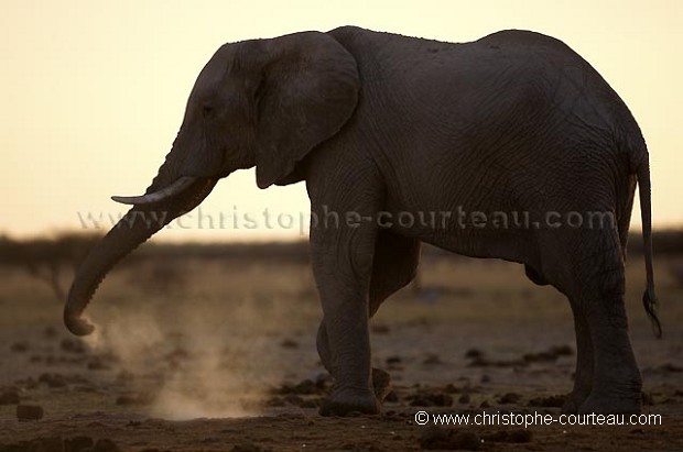 Elephant playing with dust.