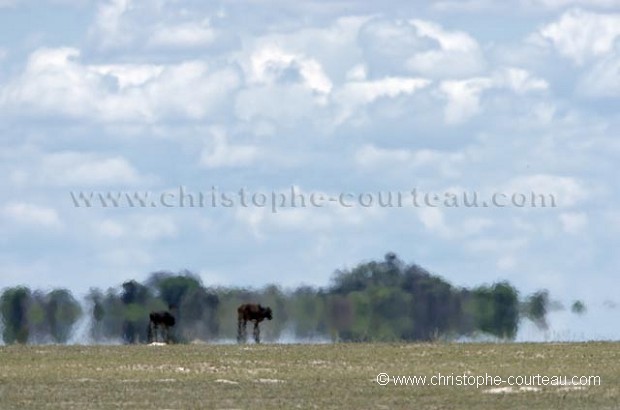 Mirage in the Kalahari Desert