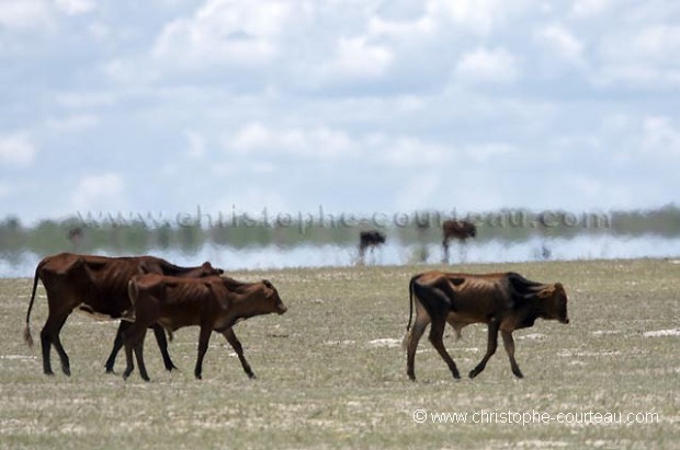 Mirage in the Kalahari Desert