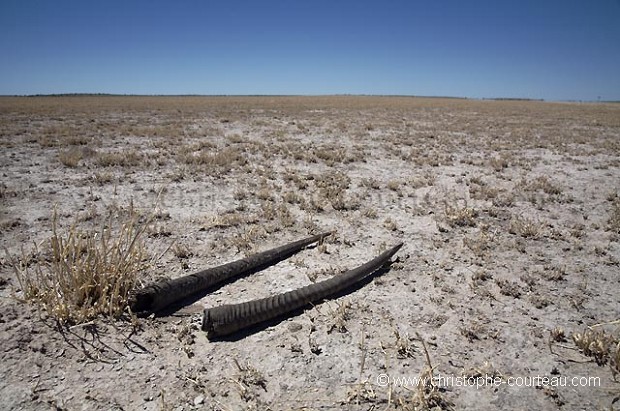 Horns of Oryx in the Kalahari Desert.