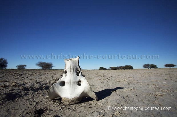 Remain of a Skeletton on the Salty Ground of the Kalahari Desert.