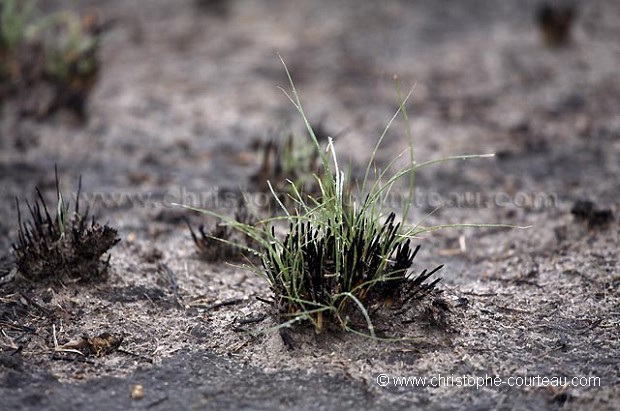 Herbe en train de repousser dans le desert