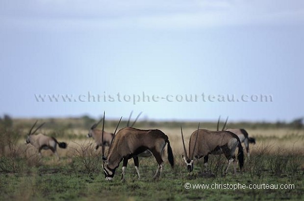 Oryx dans le desert du Kalahari