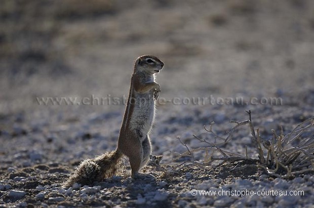 Ground Squirrel