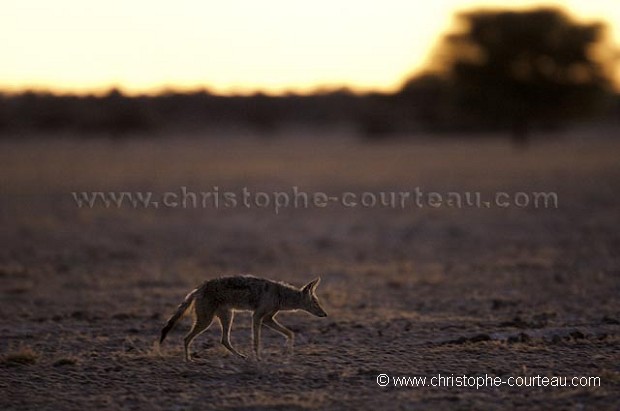 Black-Backed Jackal hunting, digging for Scorpions at dusk in the Kalahari Desert.