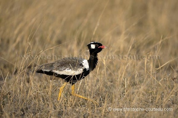 Black Korhaan