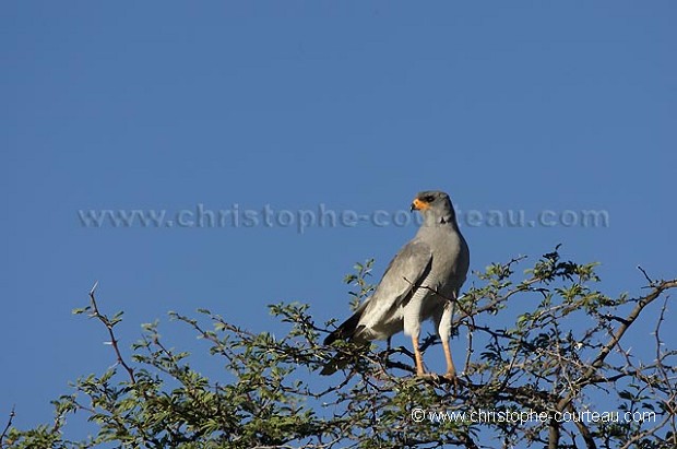 Autour chanteur perch sur un arbre