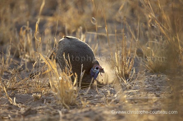 Guineafowl scrapping the ground at sunset