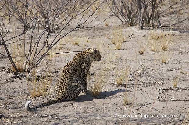 Male Leopard